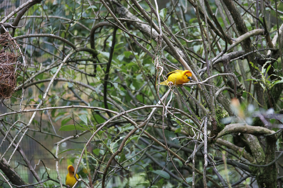 Woodland Park Zoo — photo 57